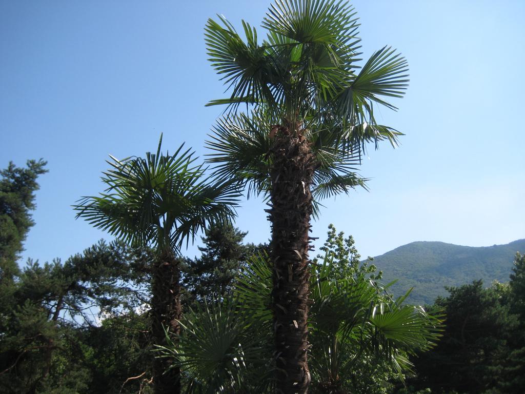 玛格丽塔别墅酒店 Lake Maggiore 外观 照片